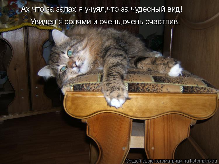 Ах,что за запах я учуял,что за чудесный вид! Увидел я солями и очень,очень счастлив.... Котоматрица: Ах,что за запах я учуял,что за чудесный вид! Увидел я солями и очень,очень счастлив.
