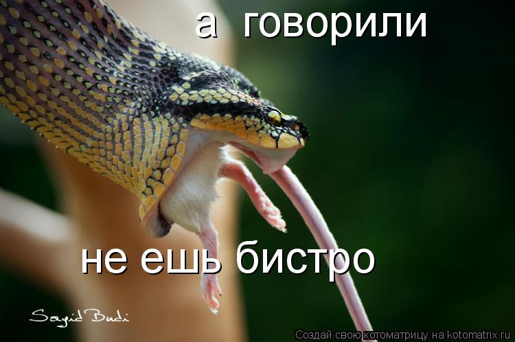 а говорили не ешь бистро... Котоматрица: а говорили не ешь бистро