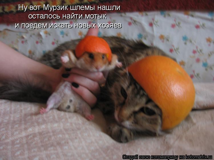 Ну вот Мурзик шлемы нашли осталось найти мотык и поедем искать новых хозяев... Котоматрица: Ну вот Мурзик шлемы нашли осталось найти мотык и поедем искать новых хозяев