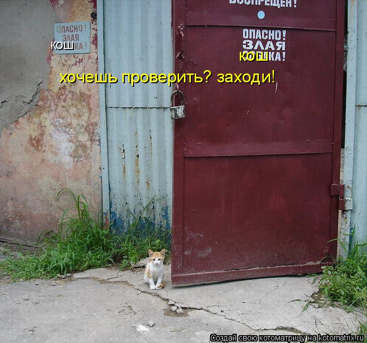 кош кош хочешь проверить? заходи!... Котоматрица: кош кош хочешь проверить? заходи!
