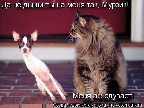 Да не дыши ты на меня так, Мурзик! Меня аж сдувает!... Котоматрица: Да не дыши ты на меня так, Мурзик! Меня аж сдувает!