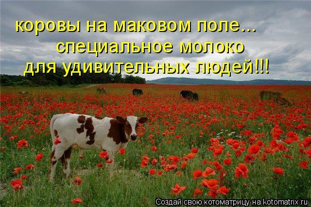 коровы на маковом поле... специальное молоко для удивительных людей!!!... Котоматрица: коровы на маковом поле... специальное молоко для удивительных людей!!!