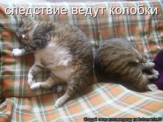 следствие ведут колобки... Котоматрица: следствие ведут колобки
