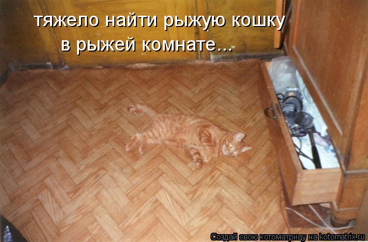 тяжело найти рыжую кошку в рыжей комнате...... Котоматрица: тяжело найти рыжую кошку в рыжей комнате...