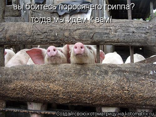 вы боитесь поросячего гриппа? тогда мы идем к вам!... Котоматрица: вы боитесь поросячего гриппа? тогда мы идем к вам!
