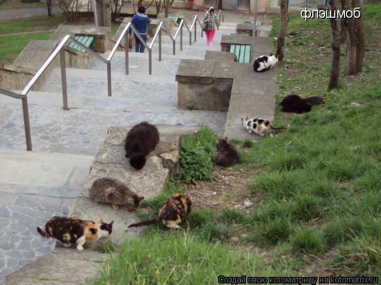 флэшмоб... Котоматрица: флэшмоб