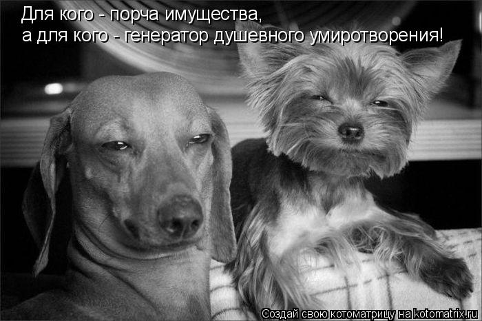 Для кого - порча имущества, а для кого - генератор душевного умиротворения!... Котоматрица: Для кого - порча имущества, а для кого - генератор душевного умиротворения!