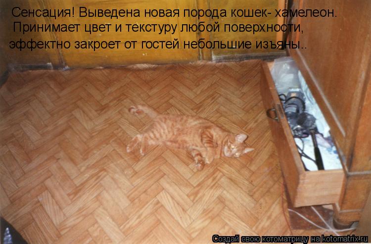 Сенсация! Выведена новая порода кошек- хамелеон. Принимает цвет и текстуру любой поверхности, эффект... Котоматрица: Сенсация! Выведена новая порода кошек- хамелеон. Принимает цвет и текстуру любой поверхности, эффектно закроет от гостей небольшие изъяны.