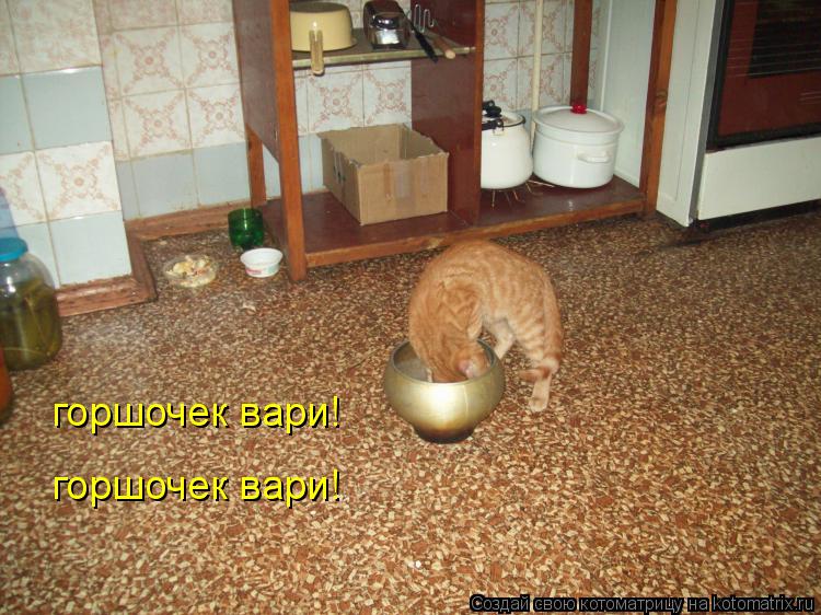 горшочек вари! горшочек вари!... Котоматрица: горшочек вари! горшочек вари!