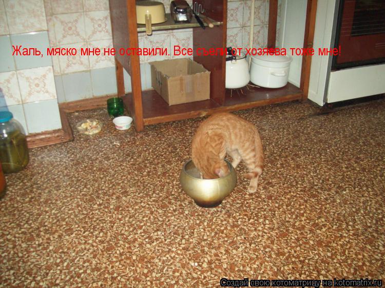 Жаль, мяско мне не оставили. Все съели от хозяева тоже мне!... Котоматрица: Жаль, мяско мне не оставили. Все съели от хозяева тоже мне!