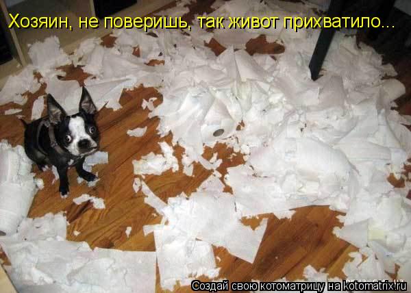Хозяин, не поверишь, так живот прихватило...... Котоматрица: Хозяин, не поверишь, так живот прихватило...