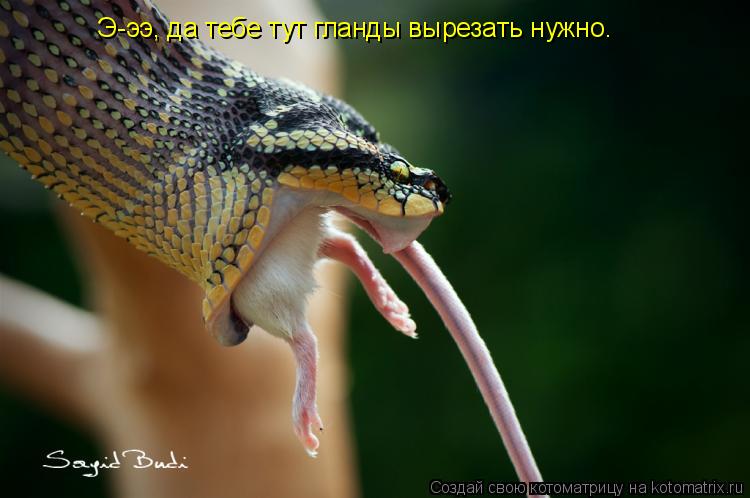 Э-ээ, да тебе тут гланды вырезать нужно.... Котоматрица: Э-ээ, да тебе тут гланды вырезать нужно.