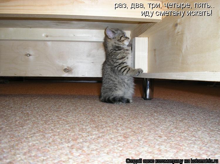 раз, два, три, четыре, пять.. иду сметану искать!... Котоматрица: раз, два, три, четыре, пять.. иду сметану искать!