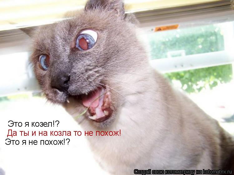 Это я козел!? Да ты и на козла то не похож! Это я не похож!?... Котоматрица: Это я козел!? Да ты и на козла то не похож! Это я не похож!?