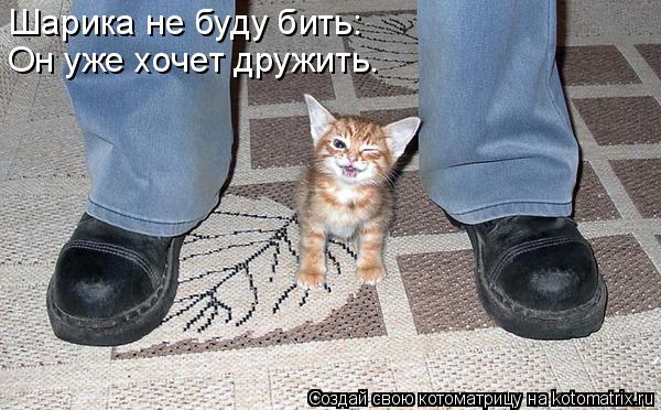 Шарика не буду бить: Он уже хочет дружить.... Котоматрица: Шарика не буду бить: Он уже хочет дружить.