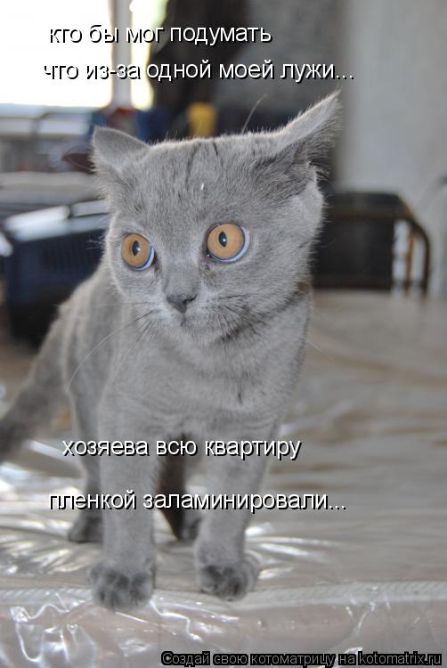 кто бы мог подумать что из-за одной моей лужи... хозяева всю квартиру пленкой заламинировали...... Котоматрица: кто бы мог подумать что из-за одной моей лужи... хозяева всю квартиру пленкой заламинировали...
