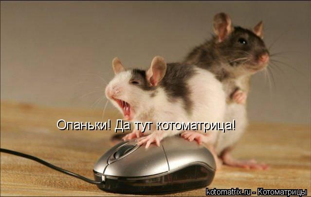 Опаньки! Да тут котоматрица!... Котоматрица: Опаньки! Да тут котоматрица!