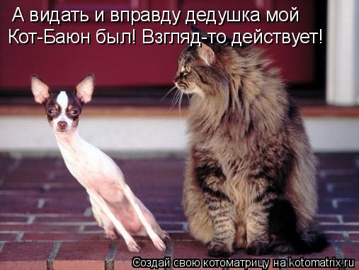 А видать и вправду дедушка мой Кот-Баюн был! Взгляд-то действует!... Котоматрица: А видать и вправду дедушка мой Кот-Баюн был! Взгляд-то действует!