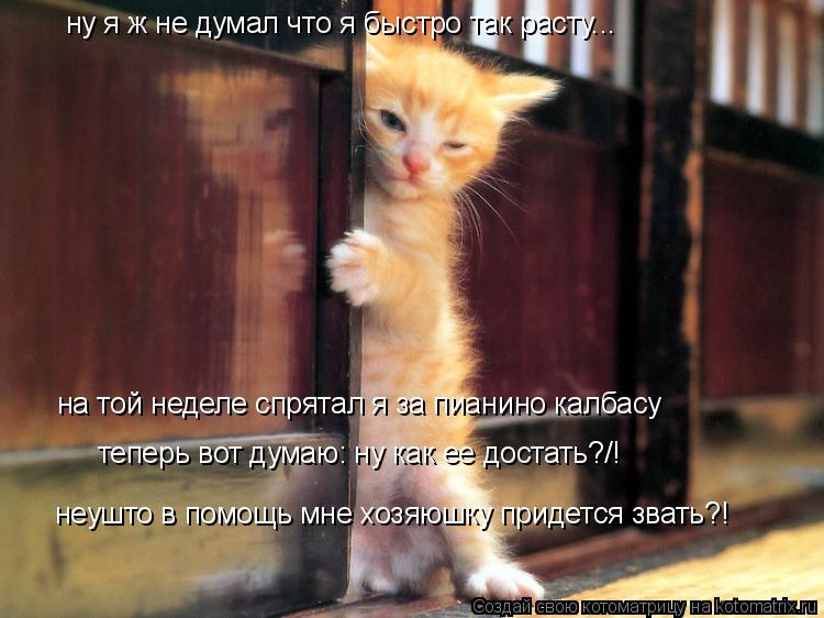 ну я ж не думал что я быстро так расту... на той неделе спрятал я за пианино калбасу теперь вот думаю... Котоматрица: ну я ж не думал что я быстро так расту... на той неделе спрятал я за пианино калбасу теперь вот думаю: ну как ее достать?/! неушто в помощь мне х