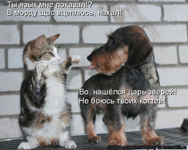 Ты язык мне показал!? В морду щас вцеплюсь, нахал! Во, нашёлся царь зверей! Не боюсь твоих когтей!... Котоматрица: Ты язык мне показал!? В морду щас вцеплюсь, нахал! Во, нашёлся царь зверей! Не боюсь твоих когтей!