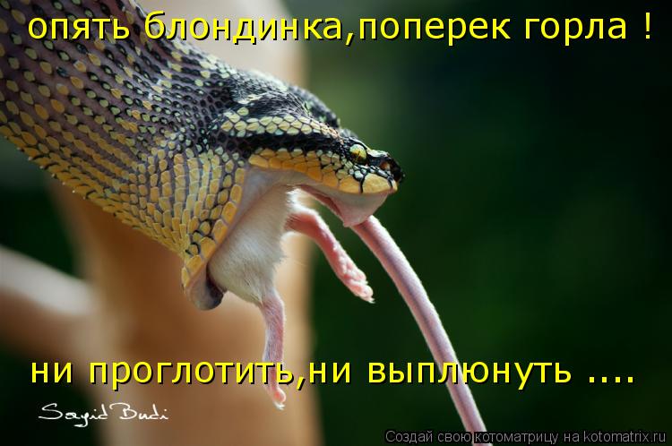 опять блондинка,поперек горла ! ни проглотить,ни выплюнуть ....... Котоматрица: опять блондинка,поперек горла ! ни проглотить,ни выплюнуть ....