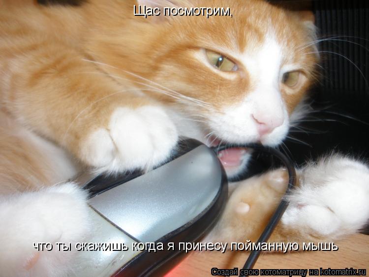 Щас посмотрим, что ты скажишь когда я принесу пойманную мышь... Котоматрица: Щас посмотрим, что ты скажишь когда я принесу пойманную мышь