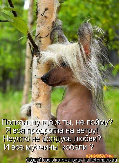 Полкан, ну где ж ты, не пойму? Я вся продрогла на ветру! Неужто не дождусь любви? И все мужчины «кобе... Котоматрица: Полкан, ну где ж ты, не пойму? Я вся продрогла на ветру! Неужто не дождусь любви? И все мужчины «кобели»?