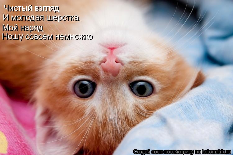Чистый взгляд И молодая шерстка. Мой наряд Ношу совсем немножко... Котоматрица: Чистый взгляд И молодая шерстка. Мой наряд Ношу совсем немножко