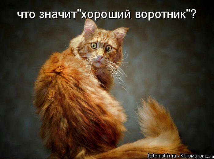 что значит"хороший воротник"?... Котоматрица: что значит"хороший воротник"?