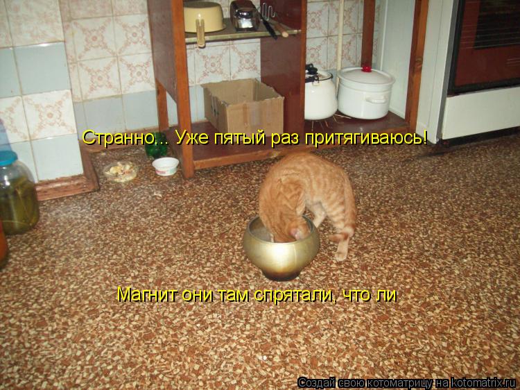 Странно... Уже пятый раз притягиваюсь! Магнит они там спрятали, что ли... Котоматрица: Странно... Уже пятый раз притягиваюсь! Магнит они там спрятали, что ли