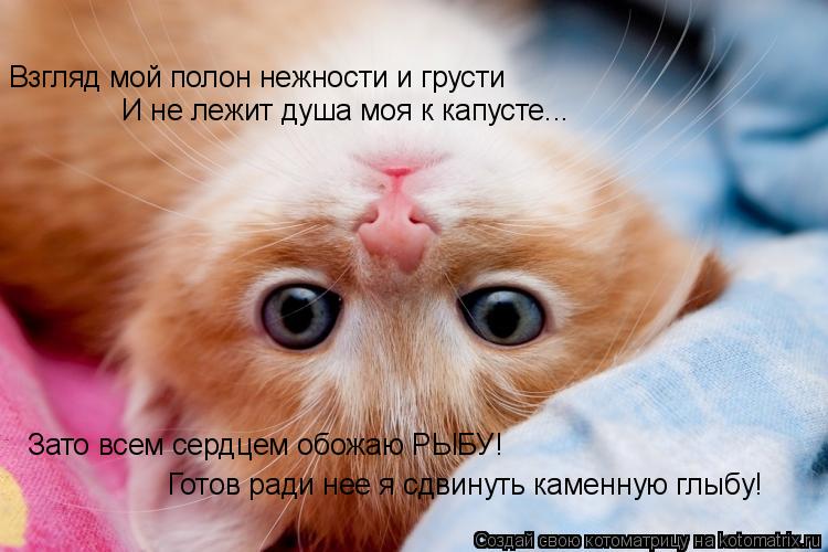 Взгляд мой полон нежности и грусти И не лежит душа моя к капусте... Зато всем сердцем обожаю РЫБУ! Го... Котоматрица: Взгляд мой полон нежности и грусти И не лежит душа моя к капусте... Зато всем сердцем обожаю РЫБУ! Готов ради нее я сдвинуть каменную глыбу!