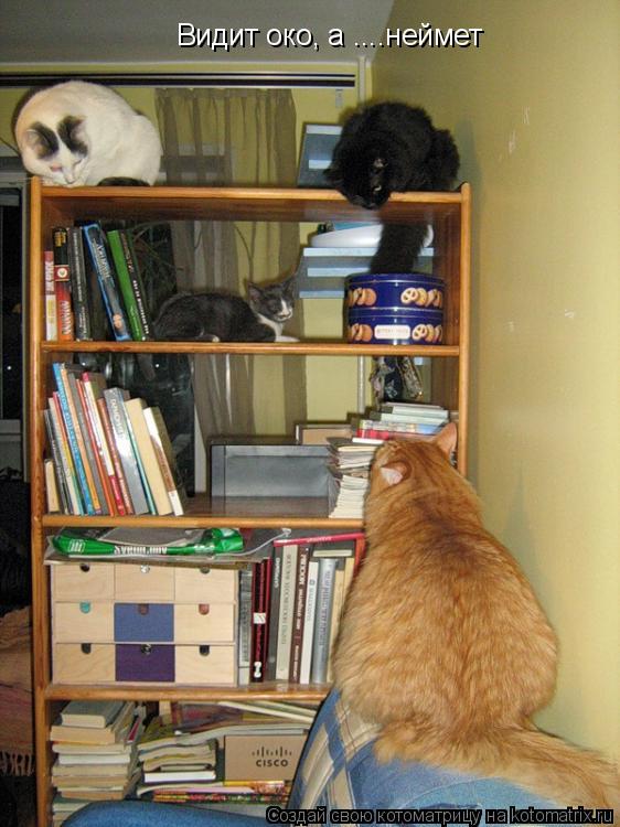 Видит око, а ....неймет... Котоматрица: Видит око, а ....неймет