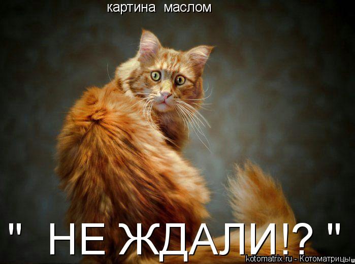 картина маслом " НЕ ЖДАЛИ!? "... Котоматрица: картина маслом " НЕ ЖДАЛИ!? "