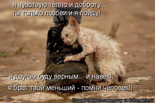 я чувствую тепло и доброту... ты только позови и я пойду! я другом буду верным .. и навек! я брат тво... Котоматрица: я чувствую тепло и доброту... ты только позови и я пойду! я другом буду верным .. и навек! я брат твой меньший - помни человек!!