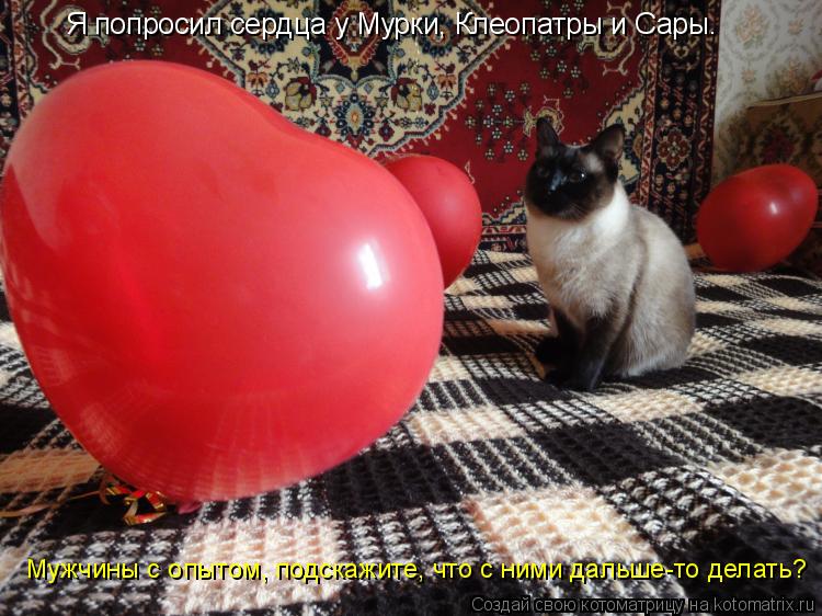 Я попросил сердца у Мурки, Клеопатры и Сары. Мужчины с опытом, подскажите, что с ними дальше-то делат... Котоматрица: Я попросил сердца у Мурки, Клеопатры и Сары. Мужчины с опытом, подскажите, что с ними дальше-то делать?