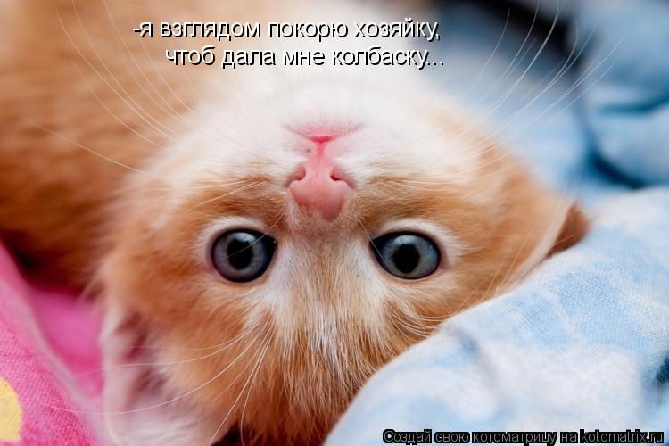 -я взглядом покорю хозяйку, чтоб дала мне колбаску...... Котоматрица: -я взглядом покорю хозяйку, чтоб дала мне колбаску...
