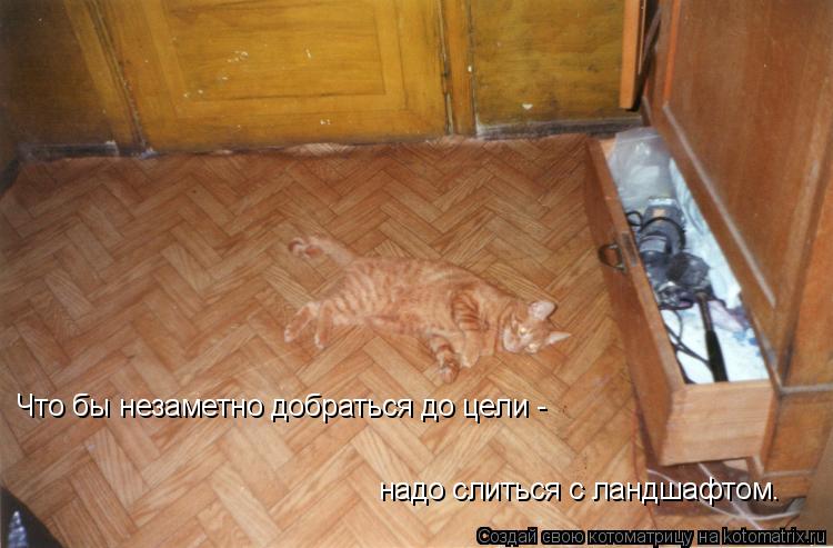 Что бы незаметно добраться до цели - надо слиться с ландшафтом.... Котоматрица: Что бы незаметно добраться до цели - надо слиться с ландшафтом.