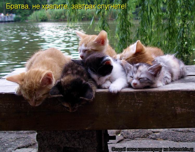 Братва, не храпите, завтрак спугнете!... Котоматрица: Братва, не храпите, завтрак спугнете!