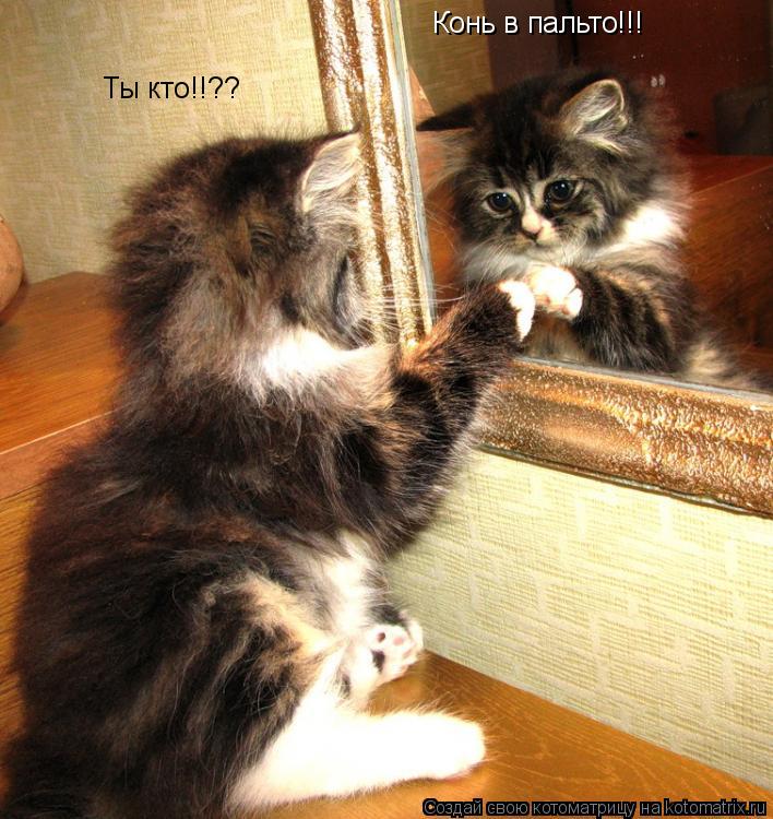 Ты кто!!?? Конь в пальто!!!... Котоматрица: Ты кто!!?? Конь в пальто!!!