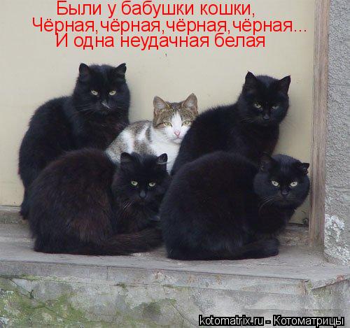 Были у бабушки кошки, Чёрная,чёрная,чёрная,чёрная... И одна неудачная белая... Котоматрица: Были у бабушки кошки, Чёрная,чёрная,чёрная,чёрная... И одна неудачная белая