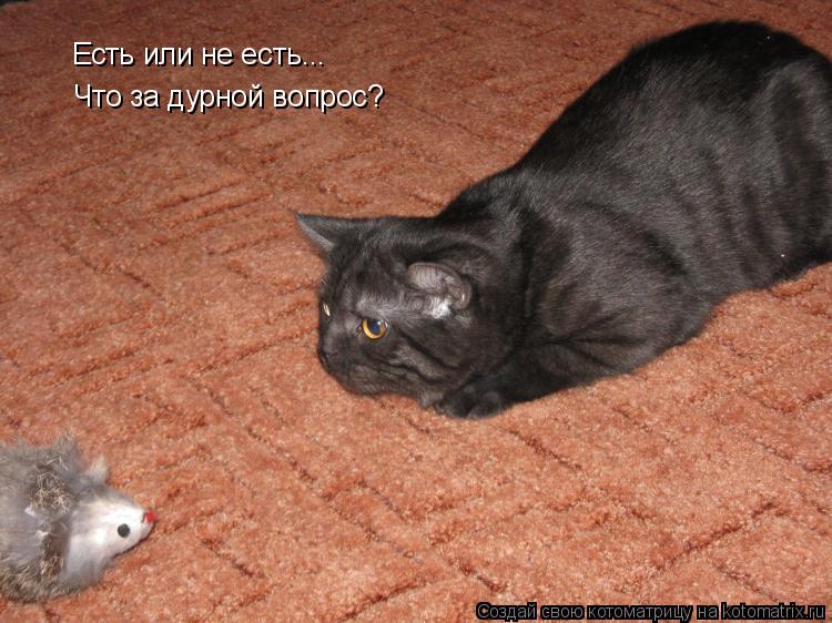 Есть или не есть... Что за дурной вопрос?... Котоматрица: Есть или не есть... Что за дурной вопрос?