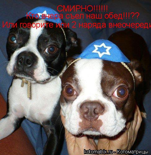 СМИРНО!!!!!! Кто вчера съел наш обед!!!?? Или говорите или 2 наряда внеочереди... Котоматрица: СМИРНО!!!!!! Кто вчера съел наш обед!!!?? Или говорите или 2 наряда внеочереди