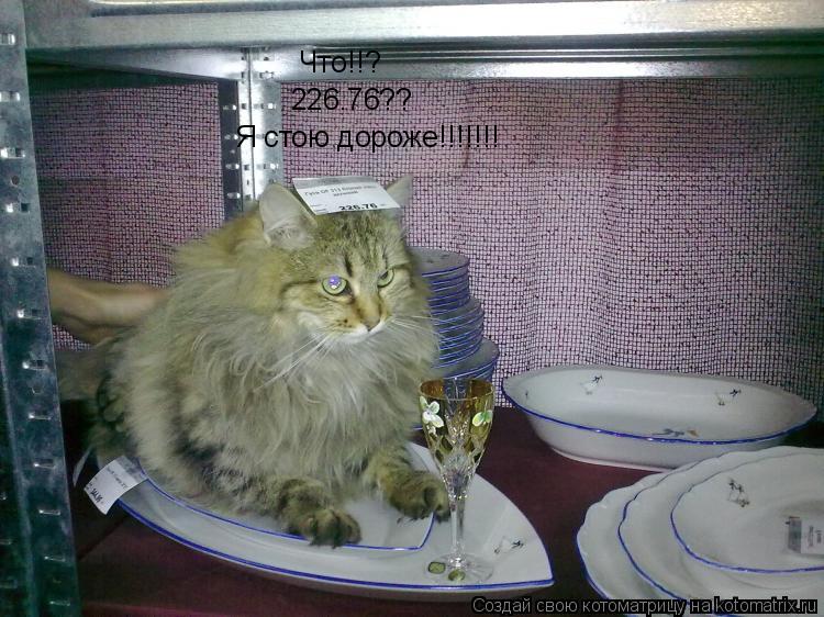 Что!!? 226.76?? Я стою дороже!!!!!!!... Котоматрица: Что!!? 226.76?? Я стою дороже!!!!!!!