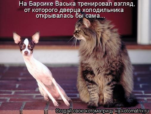 Котоматрица: На Барсике Васька тренировал взгляд,  от которого дверца холодильника открывалась бы сама...