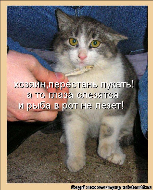хозяин,перестань пукать! а то глаза слезятся и рыба в рот не лезет!... Котоматрица: хозяин,перестань пукать! а то глаза слезятся и рыба в рот не лезет!