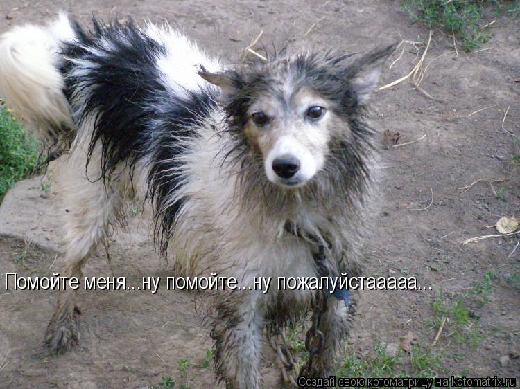 Помойте меня...ну помойте...ну пожалуйстааааа...... Котоматрица: Помойте меня...ну помойте...ну пожалуйстааааа...