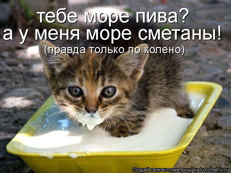 тебе море пива? а у меня море сметаны! (правда только по колено)... Котоматрица: тебе море пива? а у меня море сметаны! (правда только по колено)