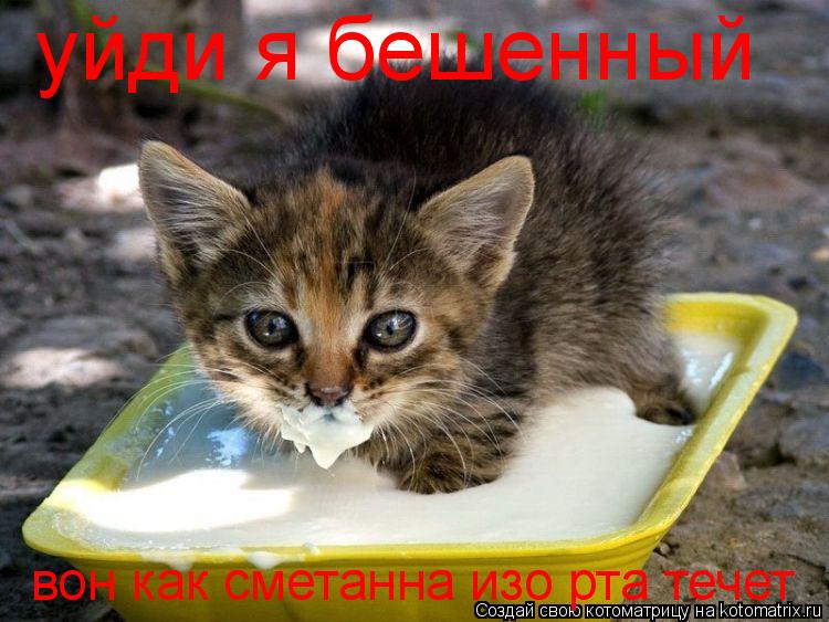 уйди я бешенный вон как сметанна изо рта течет... Котоматрица: уйди я бешенный вон как сметанна изо рта течет