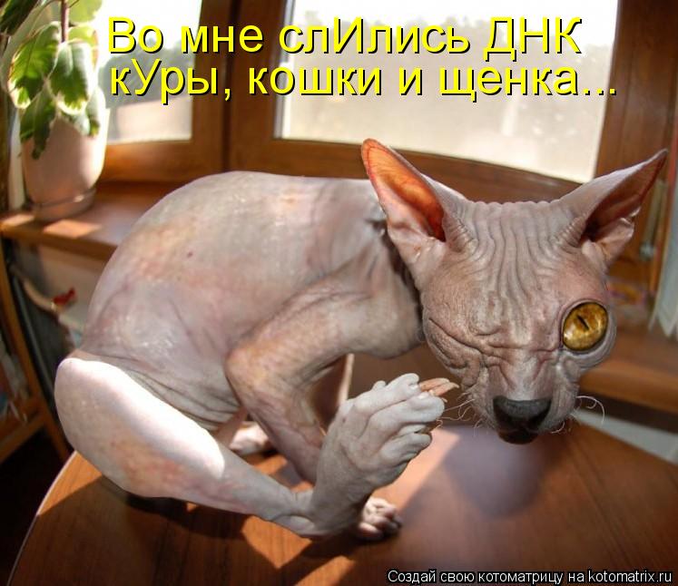 Котоматрица: Во мне слИлись ДНК кУры, кошки и щенка...