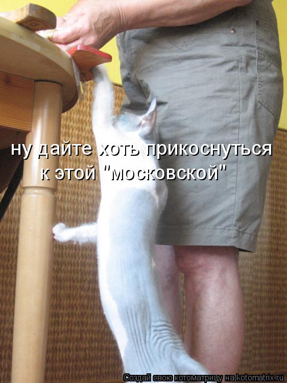 ну дайте хоть прикоснуться к этой "московской"... Котоматрица: ну дайте хоть прикоснуться к этой "московской"